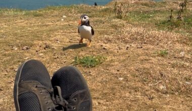 Puffin on Skomer Island