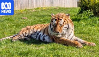 Man dies after entering tiger enclosure at Yorkshire Wildlife Park