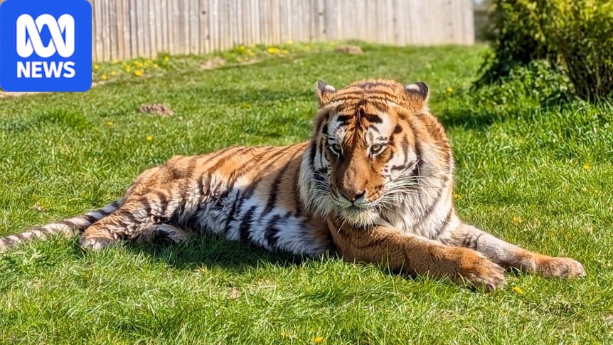 Man dies after entering tiger enclosure at Yorkshire Wildlife Park