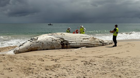 The whale carcass at City Beach on Tuesday morning.