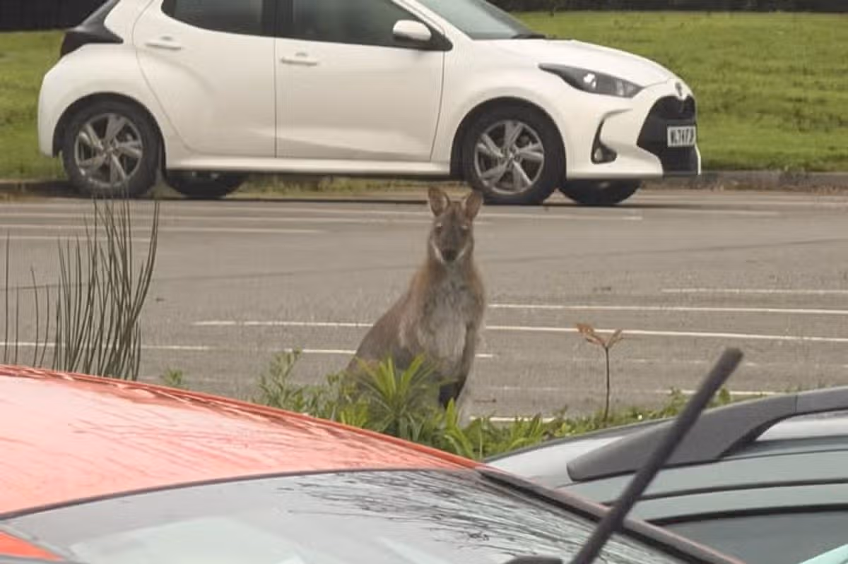 Lee Honeywill, from Sherford in Plymouth, snapped a photo of a wallaby in the car park of Liskeard Hospital after his night shift