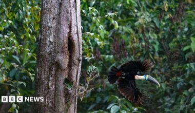 A toucan flies from a tree trunk with lush greenery of the Brazilian Amazon in the background