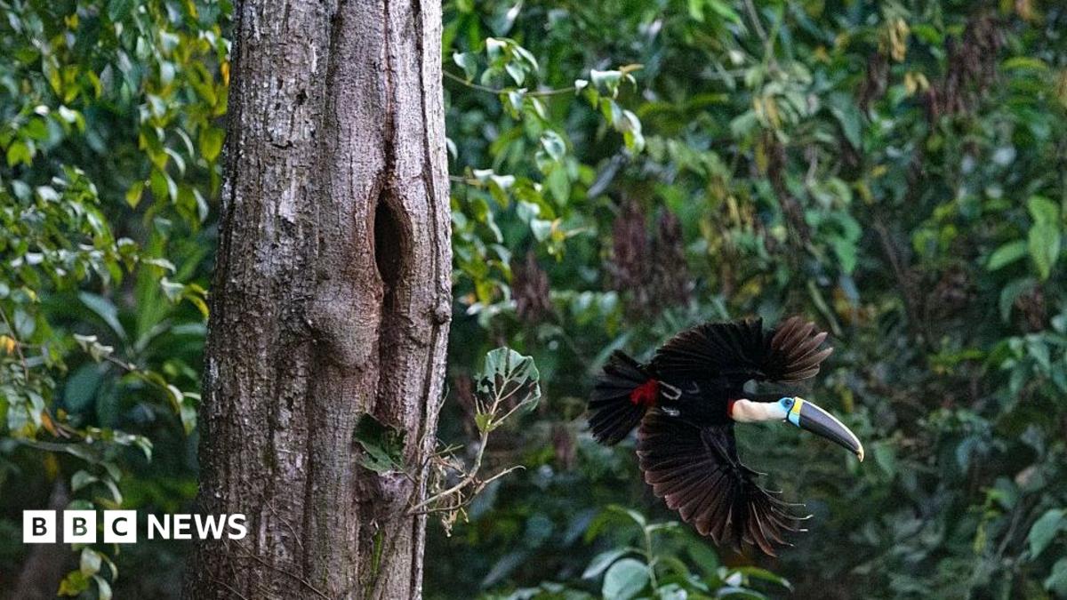 A toucan flies from a tree trunk with lush greenery of the Brazilian Amazon in the background
