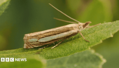 A Bog Grass Moth sits on a leaf. It's a brown moth, with its antennae in the air.