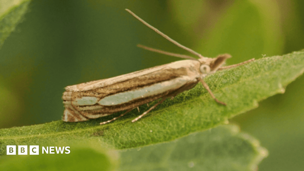 A Bog Grass Moth sits on a leaf. It's a brown moth, with its antennae in the air.