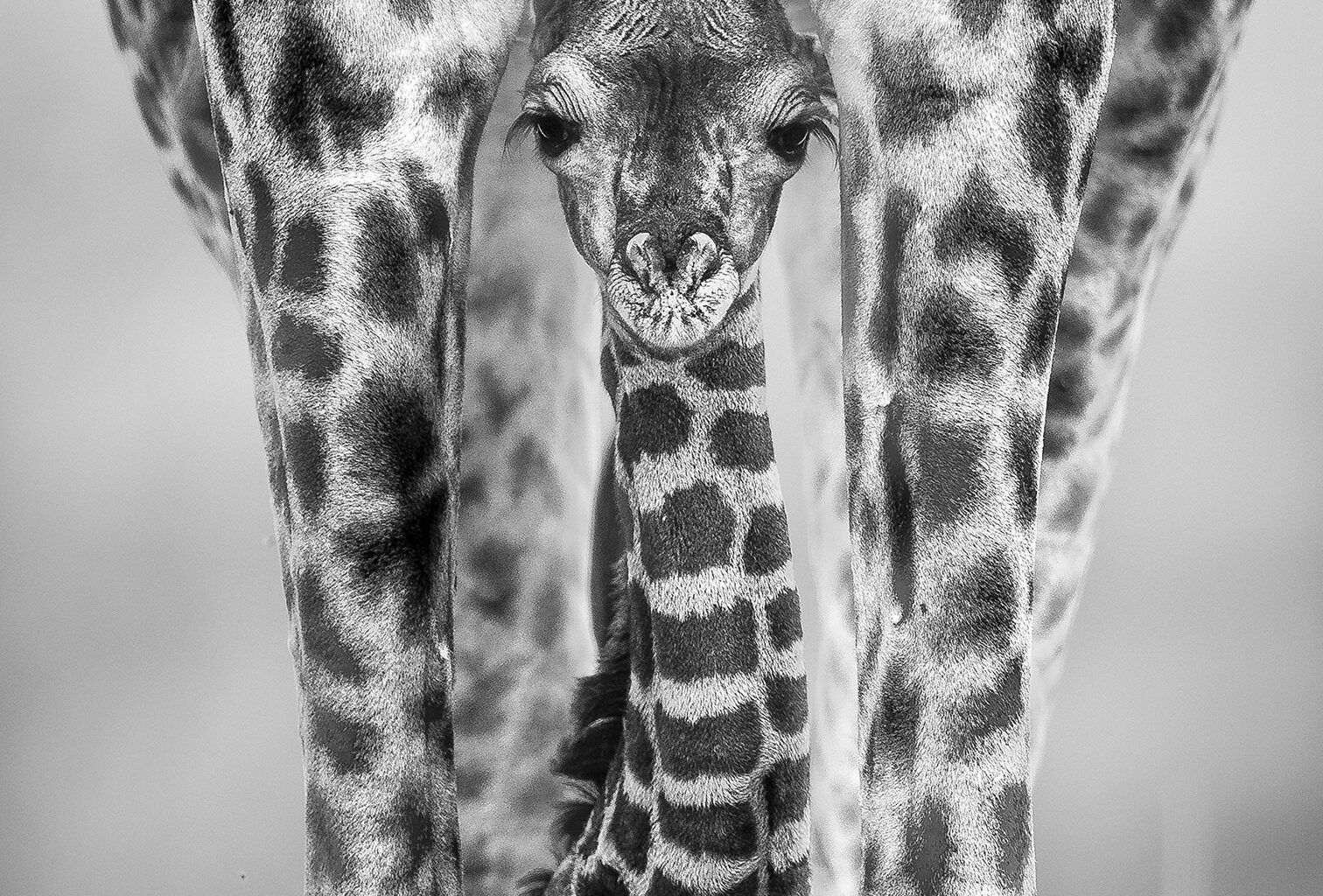 Black-and-white close-up of a giraffe calf standing between its mother&rsquo;s front legs
