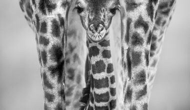 Black-and-white close-up of a giraffe calf standing between its mother&rsquo;s front legs