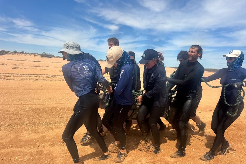A group of rescuers move across the sand while carrying the young dugong.