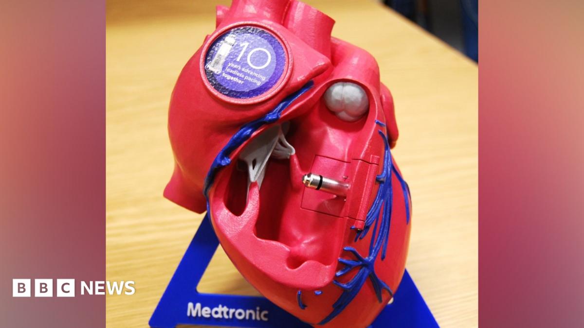 The leadless pacemaker, that is a small metallic-looking item, fitted inside a life-size model of a heart, that is made out of plastic, red, in colour, with blue veins.
