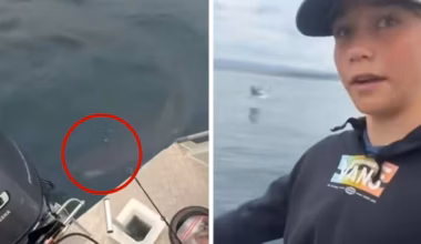 Shark stalks father and son’s boat off Windang Island