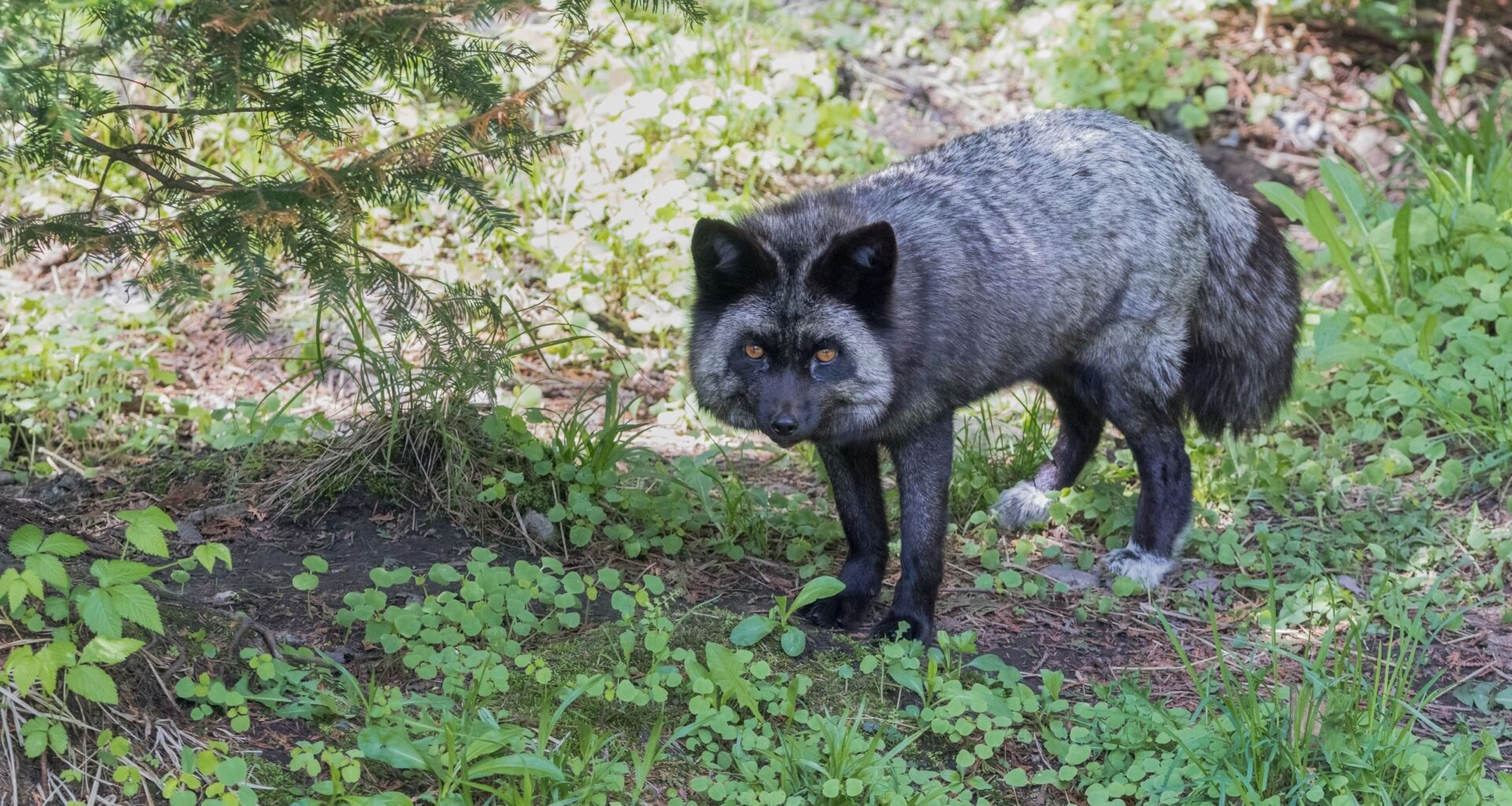 Michigan confirms unusual fox photo is “an incredibly rare sight” – and could be the only one like it in the region