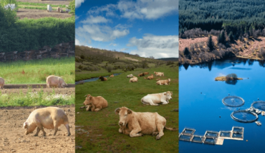 New investment backs efforts to combat antimicrobial resistance across agrifood sectors | About