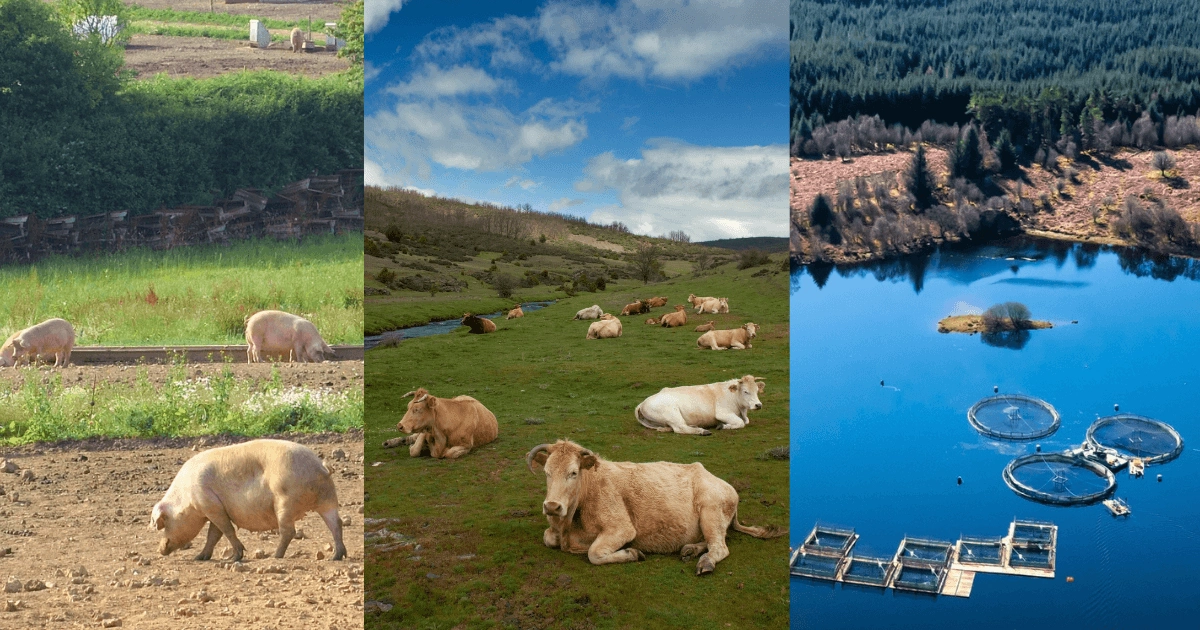 New investment backs efforts to combat antimicrobial resistance across agrifood sectors | About