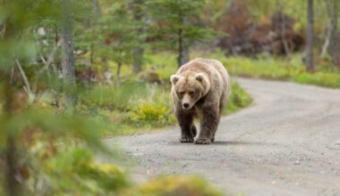 California officials decide next steps for 500-pound bear meandering neighborhood