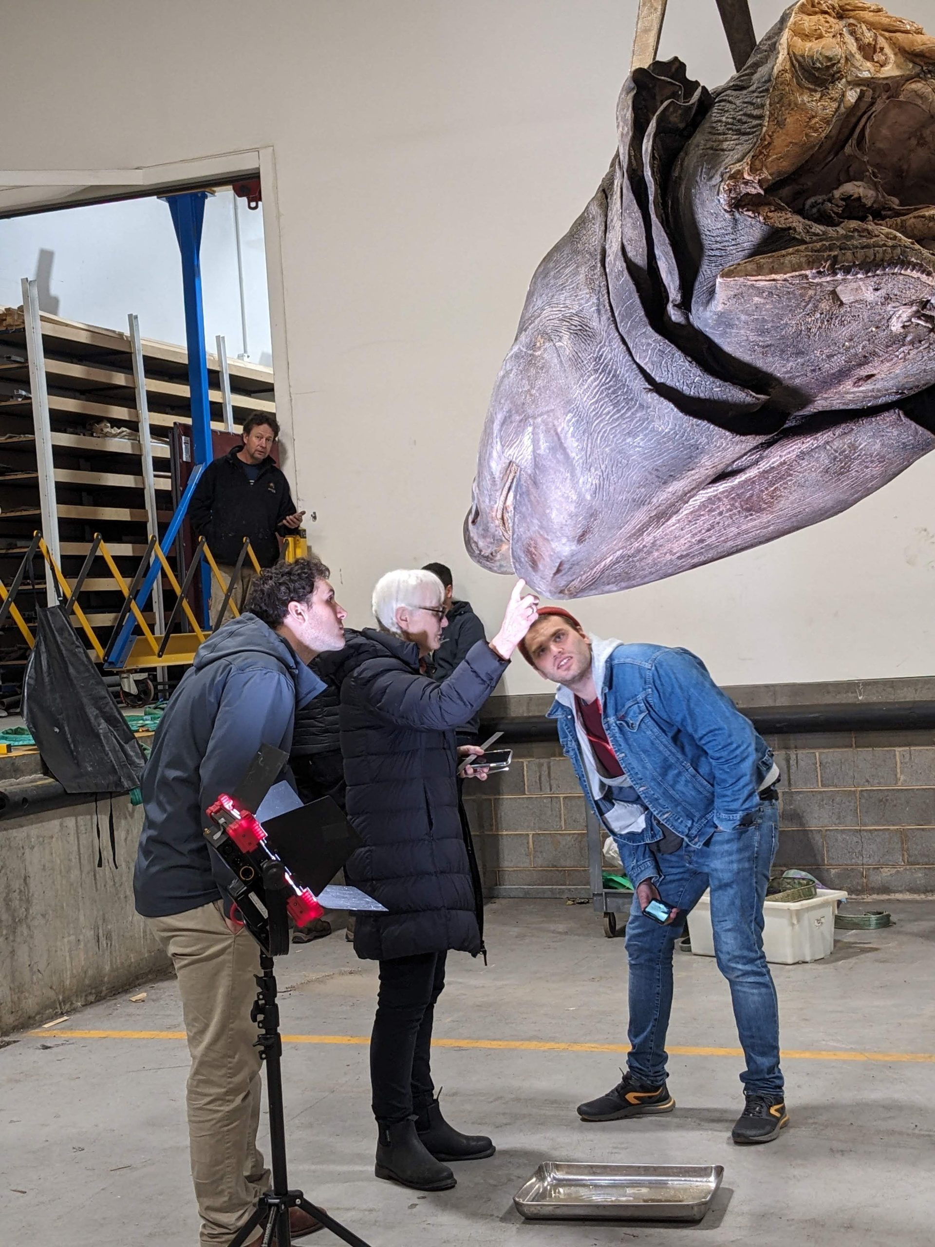 Basking shark head