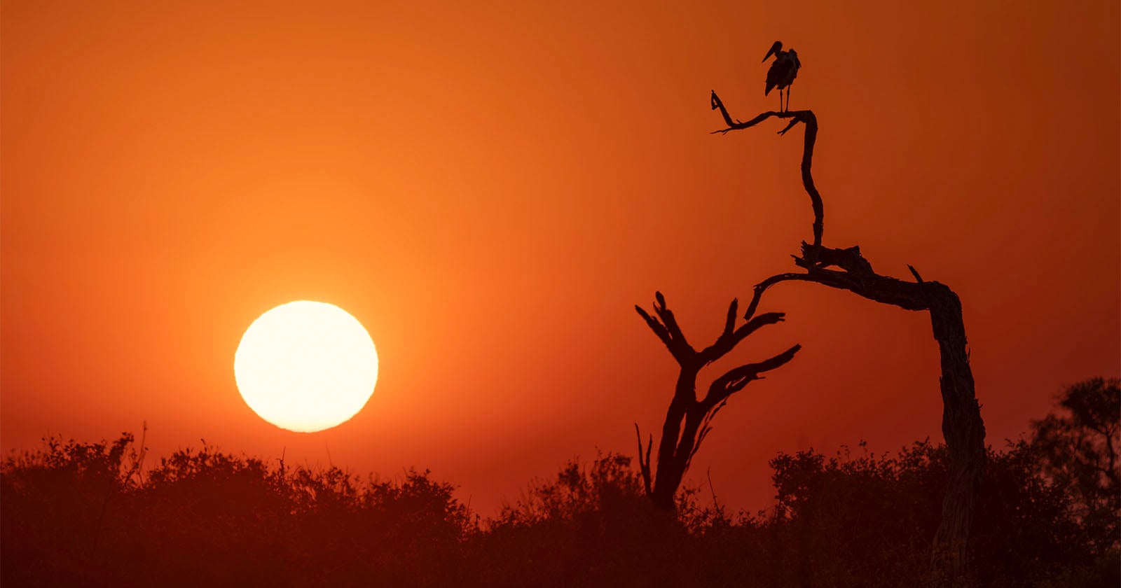 A bird perches on a bare, silhouetted tree branch against a large, bright sun in an orange sunset sky.