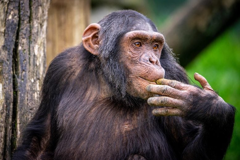 Chimpanzee Intelligent Forest Monkey