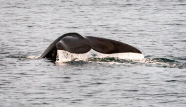 Three endangered species are facing extinction after Trump changed federal law