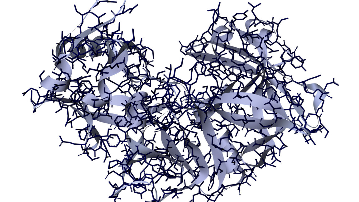 diagram of a protein, showing two lobes surrounding a cleft. The protein is shown using a combination of ribbons and individual atoms.