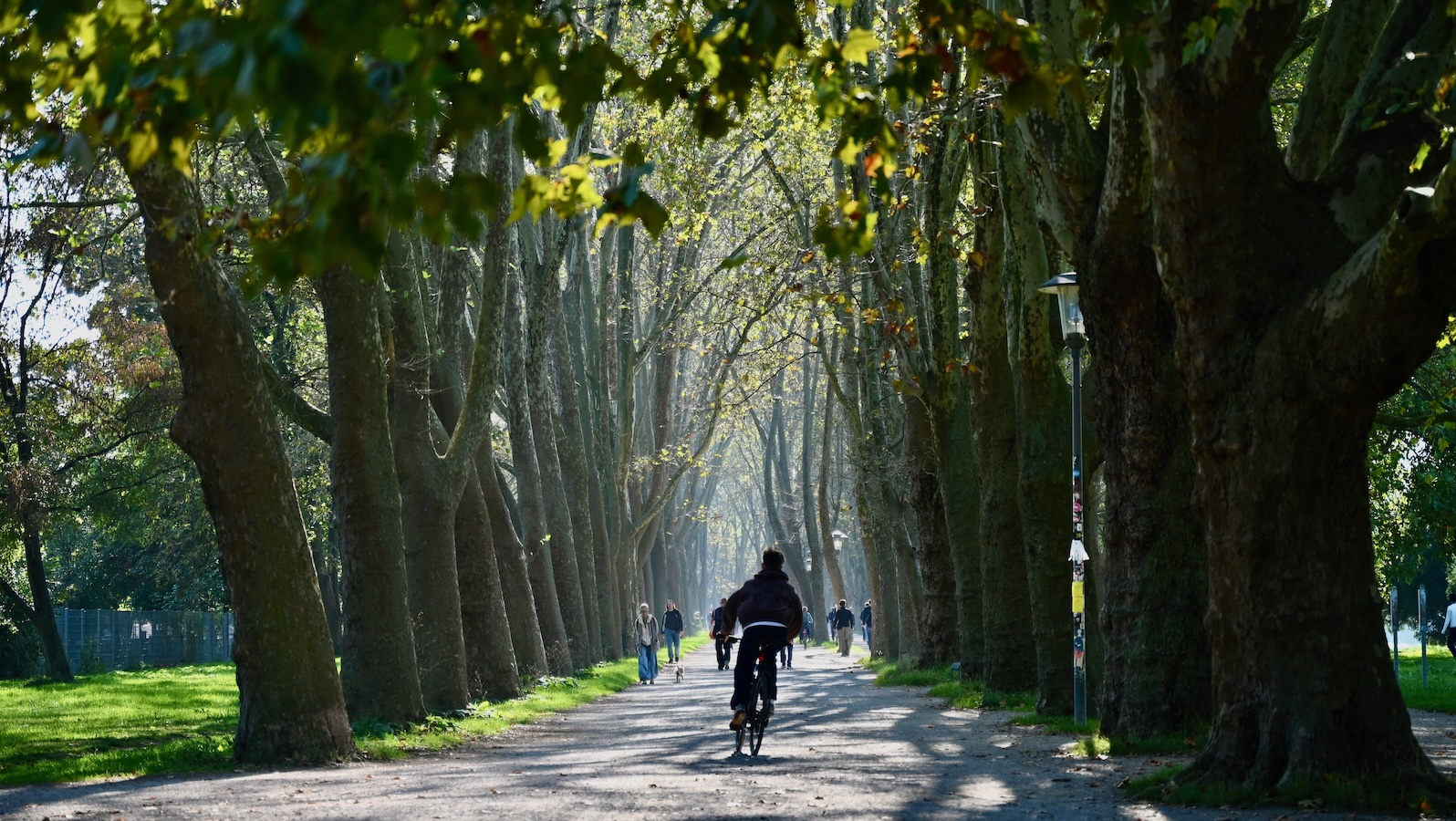 Pampered city trees handle stress better than their country cousins