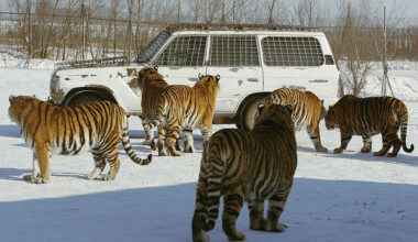 A life with Siberian tigers