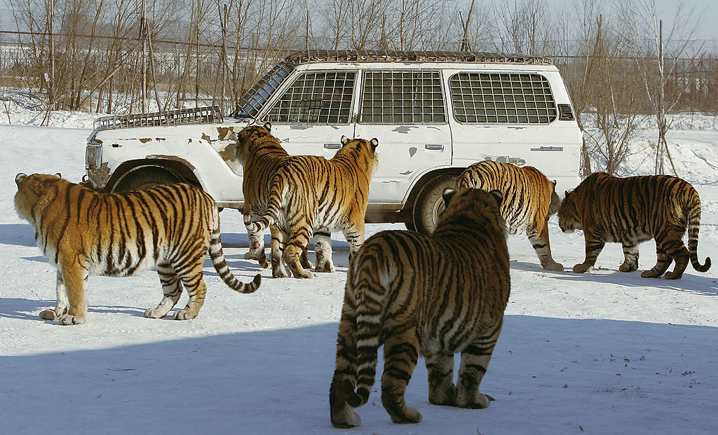 A life with Siberian tigers