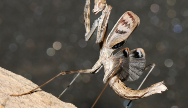 New praying mantis species discovered hiding in plain sight in Iran
