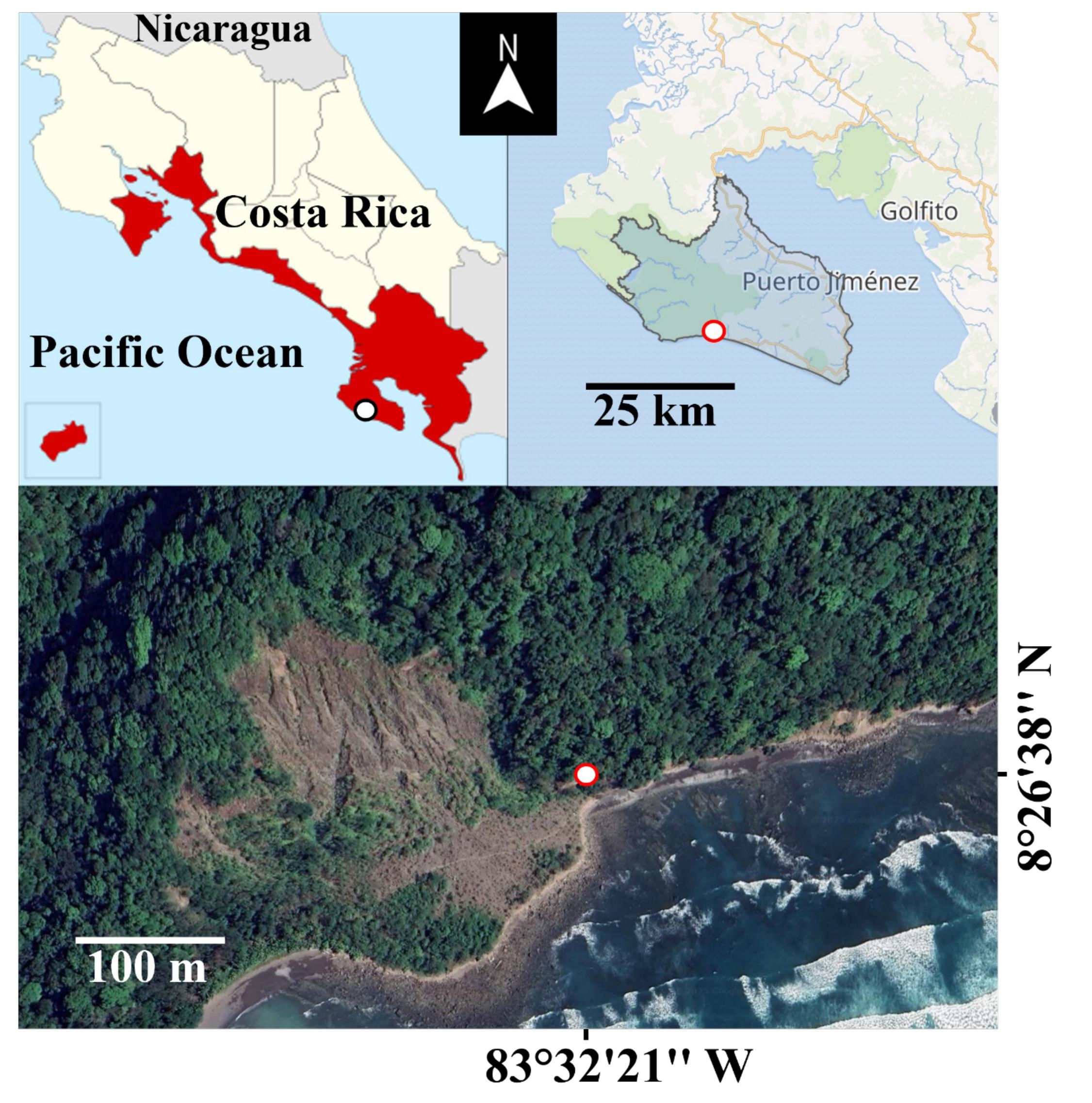 Location where ornate hawk-eagle preyed upon a crested owl