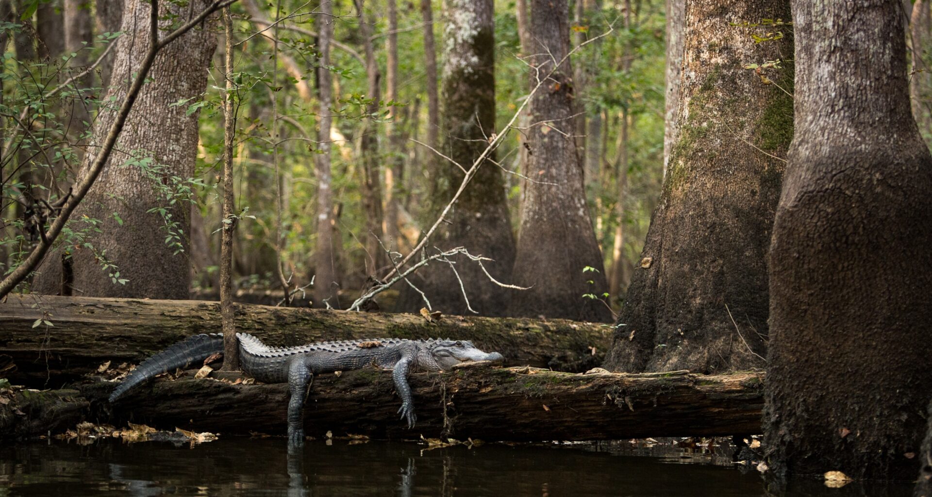 An American alligator sunbathes on a log, surrounded by water tupelo trees above and dark water below.