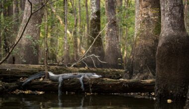 An American alligator sunbathes on a log, surrounded by water tupelo trees above and dark water below.
