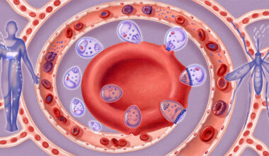 Malaria Parasite Caught in the Act of Breaking and Entering