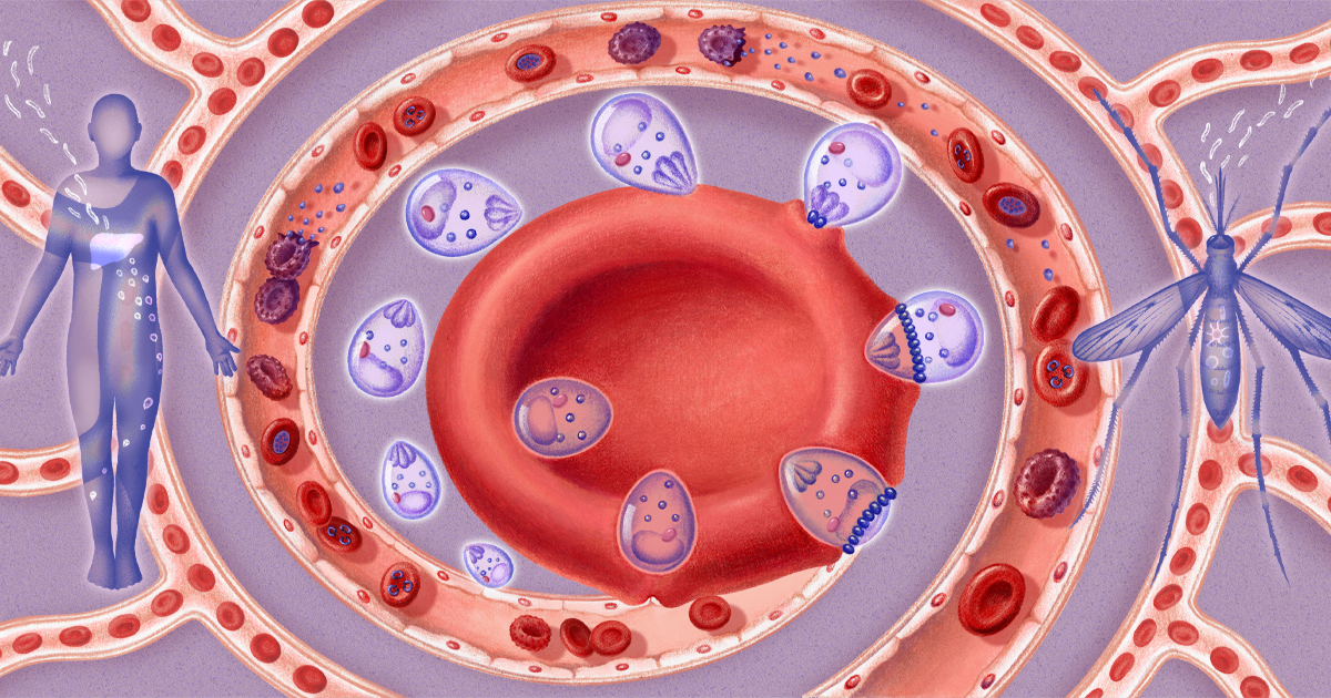 Malaria Parasite Caught in the Act of Breaking and Entering