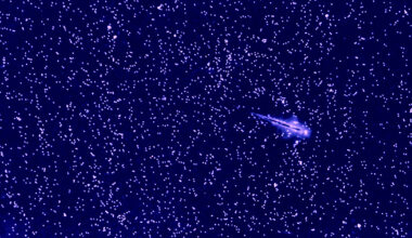 Sea Monkeys Show Scientists How To Rewrite a Rule of Turbulence