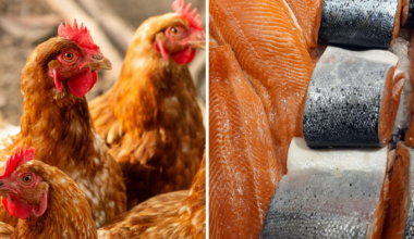 Avoid chicken fed salmon by eating Irish salmon - food expert