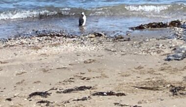 Dear Éanna, have I spotted a penguin in Portmarnock? – The Irish Times