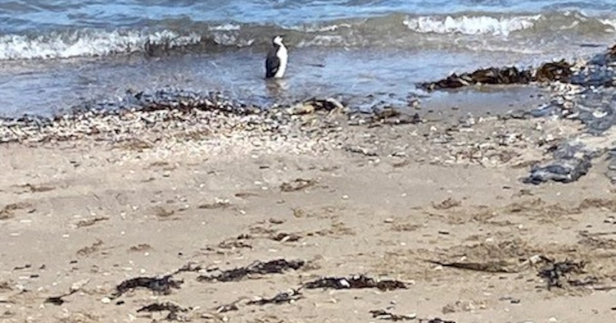 Dear Éanna, have I spotted a penguin in Portmarnock? – The Irish Times