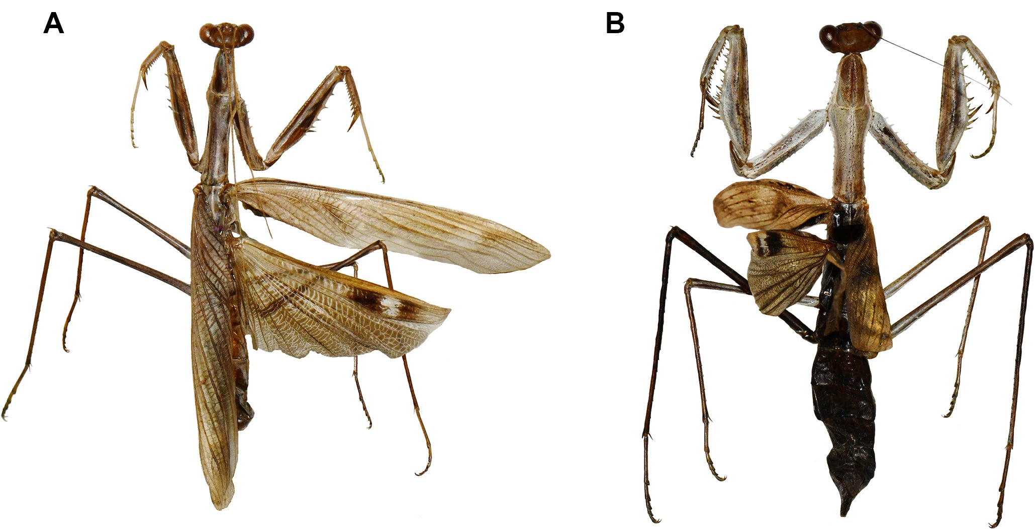 Pinned specimens of Rivetina archibaldi male and female
