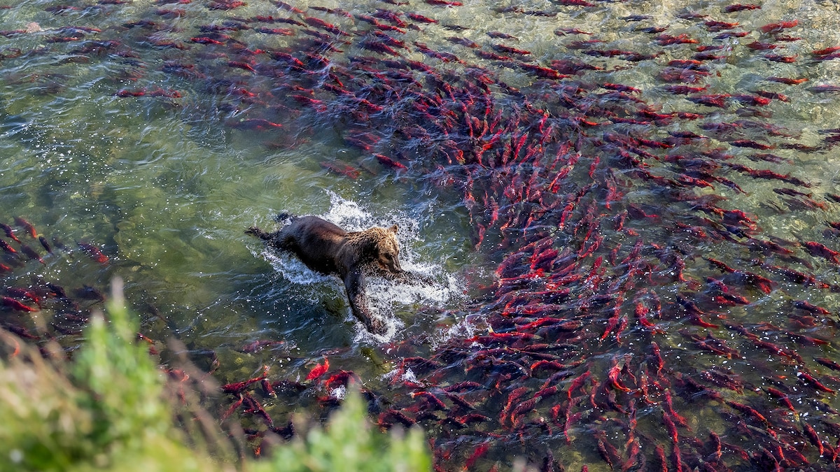 Take a Closer Look at Bears, Birds, and Blooms From Nat Geo’s Photo Editors