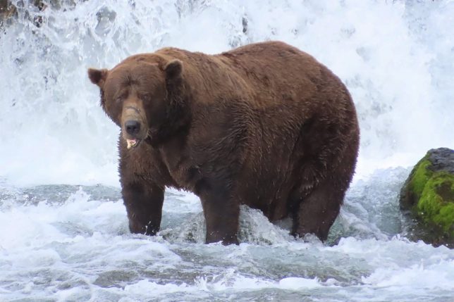 This handout photo from the National Park Service shows Chunk (Bear 32), the 2025 Fat Bear Week champion, a wild brown bear in Katmai National Park and Preserve in southwest Alaska. Polls opened on September 22 in the only American election that really matters: Fat Bear Week. While the United States might be gearing up for midterm ballots that will decide who runs Washington, hundreds of thousands of people were readying to vote on animals gorging themselves in rural Alaska. (Photo by T. CARMACK / NATIONAL PARK SERVICE / AFP via Getty Images) / RESTRICTED TO EDITORIAL USE - MANDATORY CREDIT 