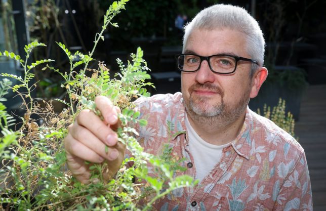 Mark Chapman pictured with a chickpea plant