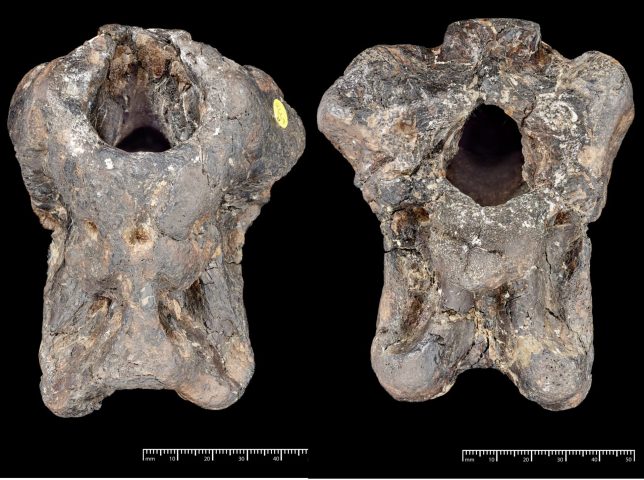 EMBARGOED TO 0001 WEDNESDAY OCTOBER 14 Undated handout photo of the newly identified theropod dinosaur, Invictibellatrix amberina. The oval hole is where the brain would have been. The fossil was acquired by the Natural History Museum in 1924. A new species of dinosaur has been discovered from a fossil found on the Isle of Wight which has been 