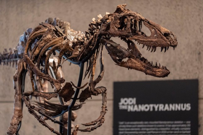 Jodi, a mounted Nanotyrannus skeleton, of the Cretaceous Period, approximately 67 million years ago, estimated at $6 - 9 million, is displayed at Sotheby's, Tuesday, Oct. 13, 2026, in New York. (AP Photo/Yuki Iwamura)
