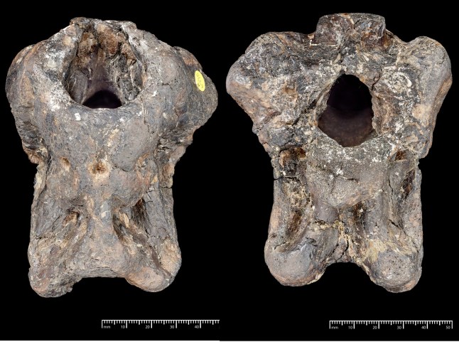 Undated handout photo of the newly identified theropod dinosaur, Invictibellatrix amberina. The oval hole is where the brain would have been. The fossil was acquired by the Natural History Museum in 1924. A new species of dinosaur has been discovered from a fossil found on the Isle of Wight which has been