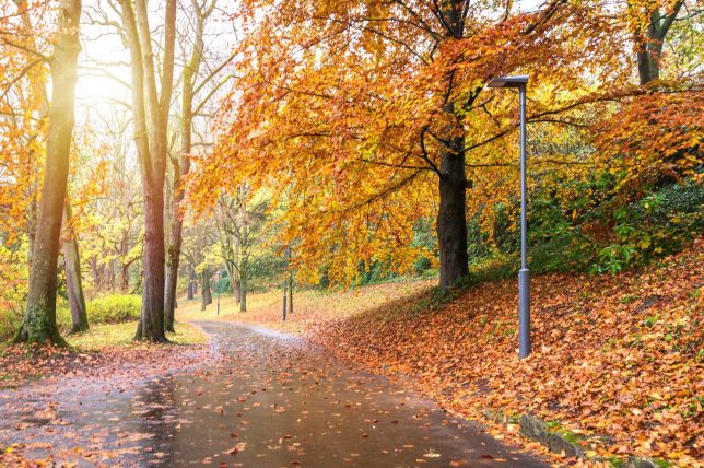 This is a photo in a forest on the outskirts of Luxembourg. It was shot in late autumn with all the leaves having a beautiful yellow color.