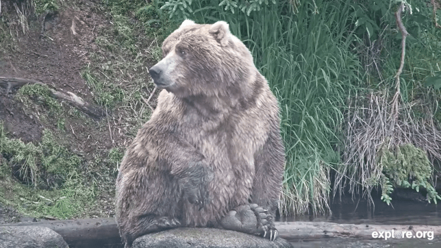 Backpack, the winner of the 2026 Fat Bear Week contest in Alaska, USA.