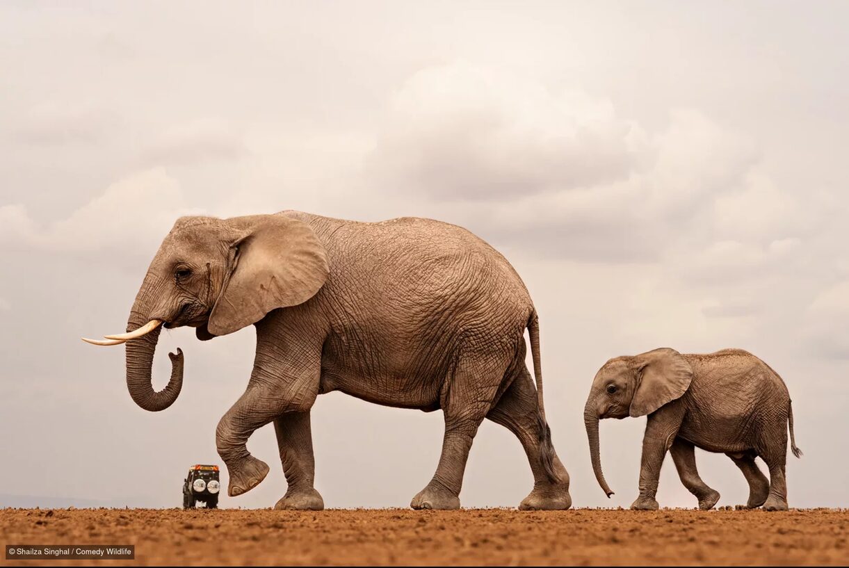 Two elephants with a jeep in the distance
