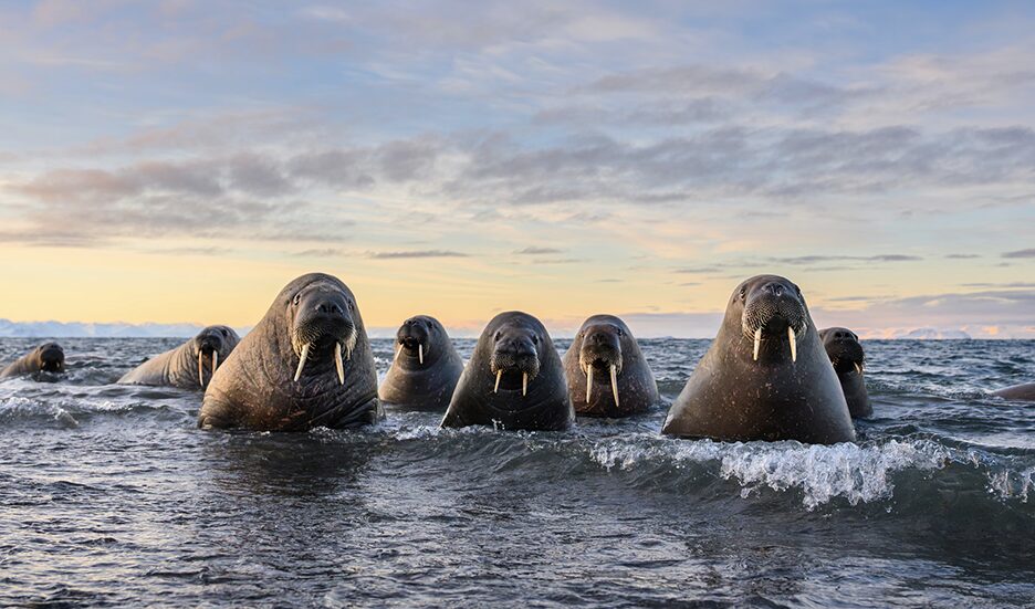walruses