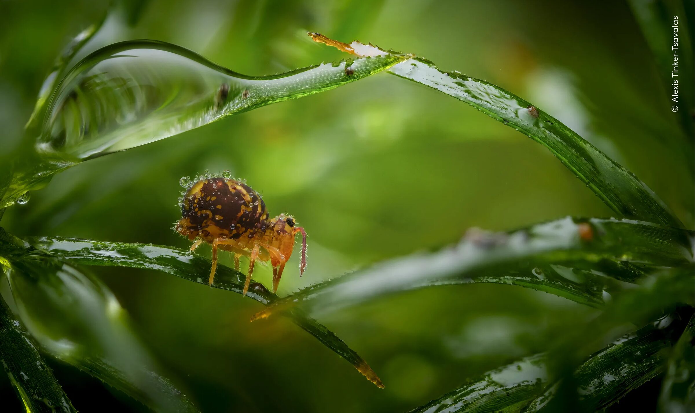 A small insect crawling along a green stem