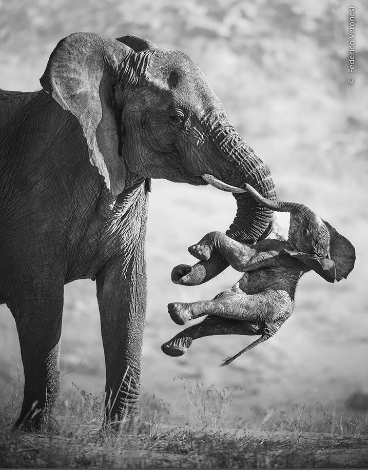 A black and white image of an elephant carrying the stiff body of an emaciated calf with its trunk