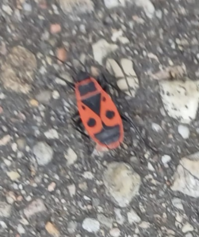 A European firebug, Pyrrhocoris apterus, spotted by a reader while in Lithuania. Photograph courtesy of Carmel McGovern